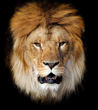 Aslan portre