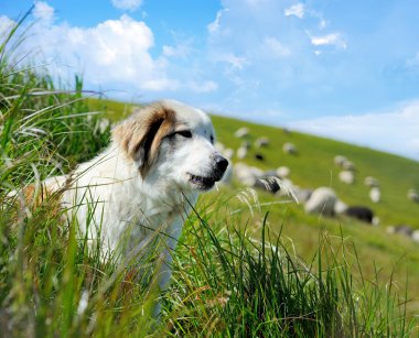 köpek ve koyun