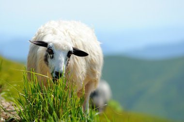 dağda koyun