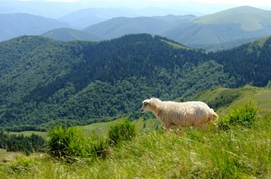 dağda koyun