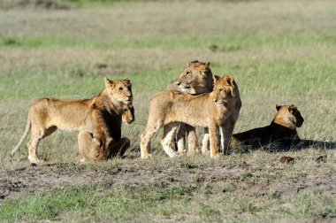 Aslan