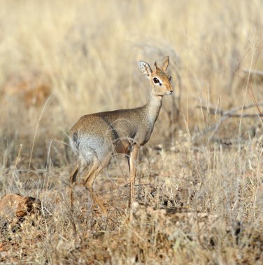 dikdik