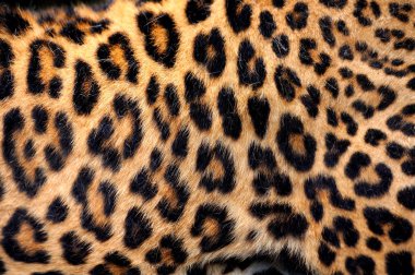 Gerçek leopar deri