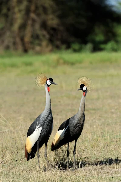 Grúa coronada — Foto de Stock