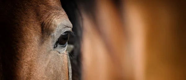 Auge des arabischen Lorbeerpferdes — Stockfoto