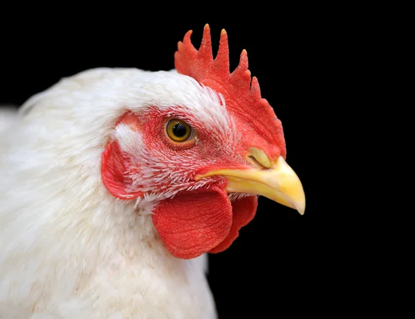 White chicken — Stock Photo, Image