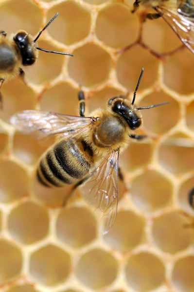 Закрыть обзор работающим пчелам — стоковое фото