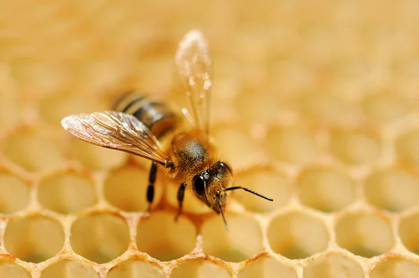 Abejas de trabajo en celdas de miel —  Fotos de Stock