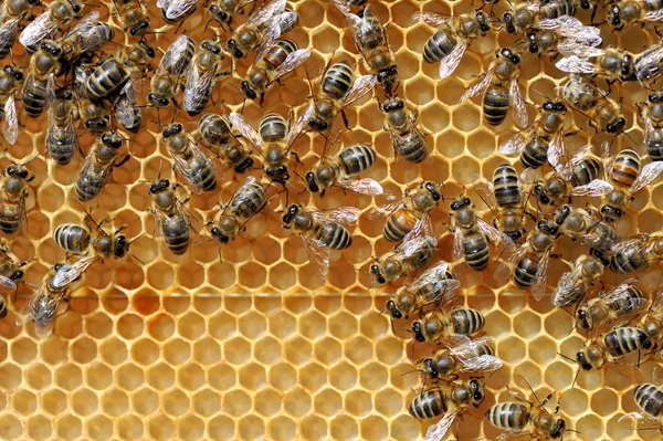 Vue rapprochée des abeilles en activité — Photo