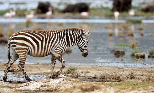 Zebra — Stockfoto