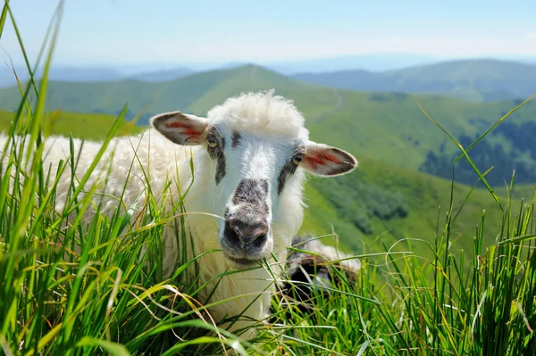 Moutons en montagne — Photo