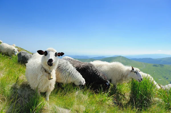 Ovejas en la montaña — Foto de Stock