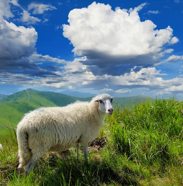 Ovejas en la montaña — Foto de Stock