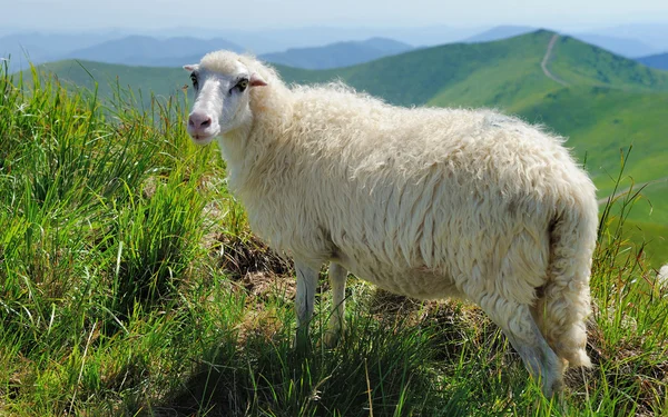 Ovejas en la montaña — Foto de Stock