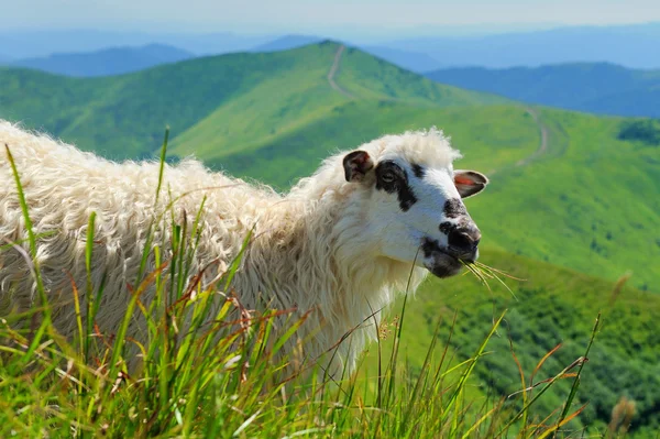 Ovejas en la montaña — Foto de Stock