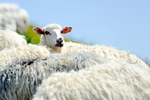 Овцы в горах — стоковое фото