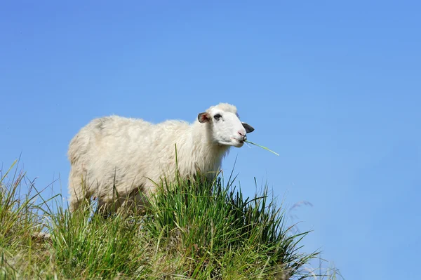 Sheep in mountain — Stock Photo, Image