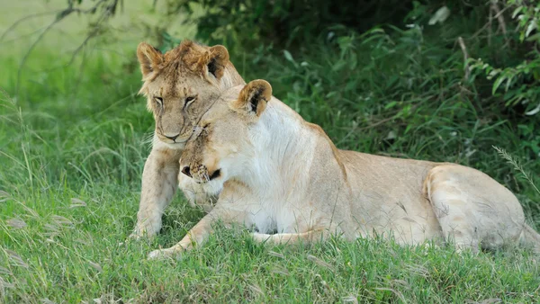 Aslan — Stok fotoğraf