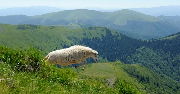 Ovejas en la montaña — Foto de Stock