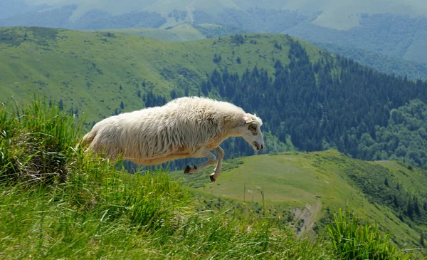 Moutons en montagne — Photo