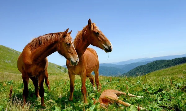 Konie w góry — Zdjęcie stockowe