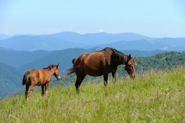 Cheval en montagne — Photo