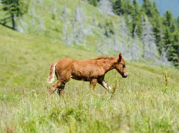 Häst i berg — Stockfoto