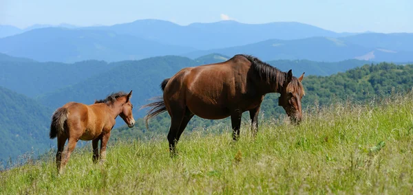 Häst i berg — Stockfoto