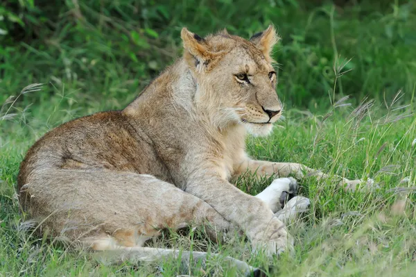 Aslan — Stok fotoğraf