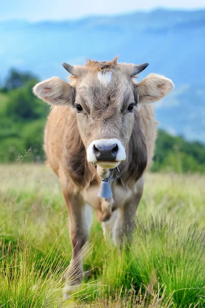 Kráva v přírodě — Stock fotografie