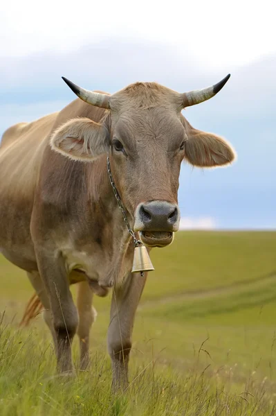 Vaca en la naturaleza — Foto de Stock