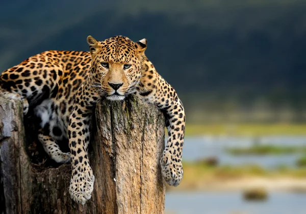 Леопард — стоковое фото