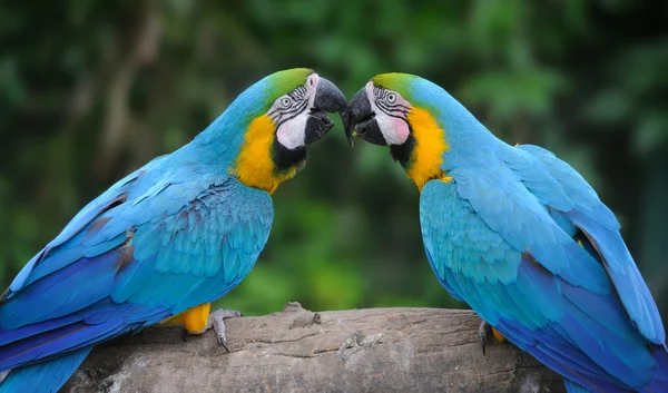 Pájaro loro (Guacamayo severo ) — Foto de Stock