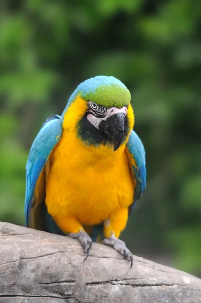 Papageienvogel (schwerer Ara)) — Stockfoto