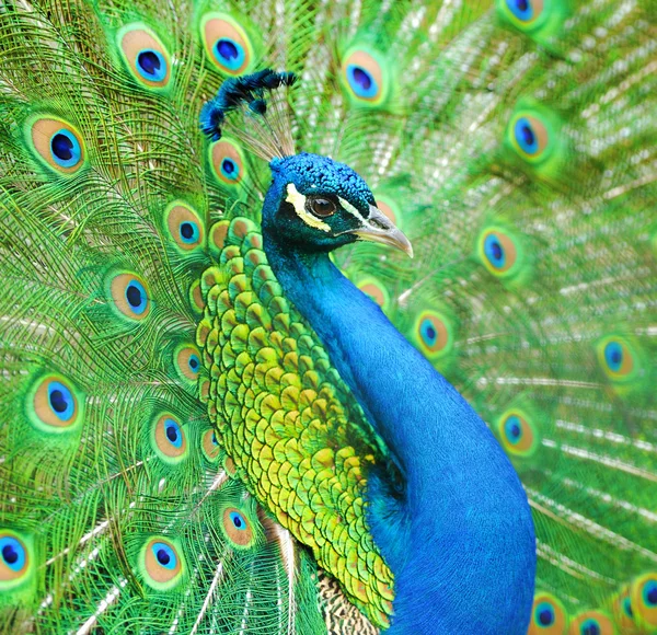 Portrait of beautiful peacock — Stock Photo, Image