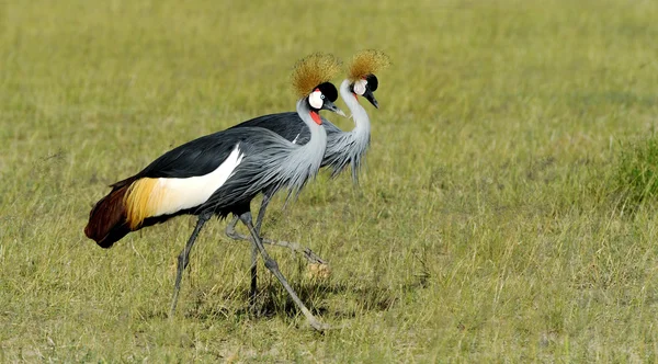 Crowned crane — Stock Photo, Image