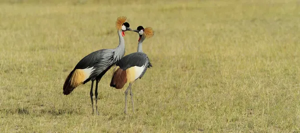 Crowned crane — Stock Photo, Image