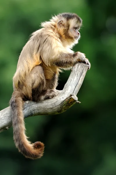 Capuchin monkey Stock Picture