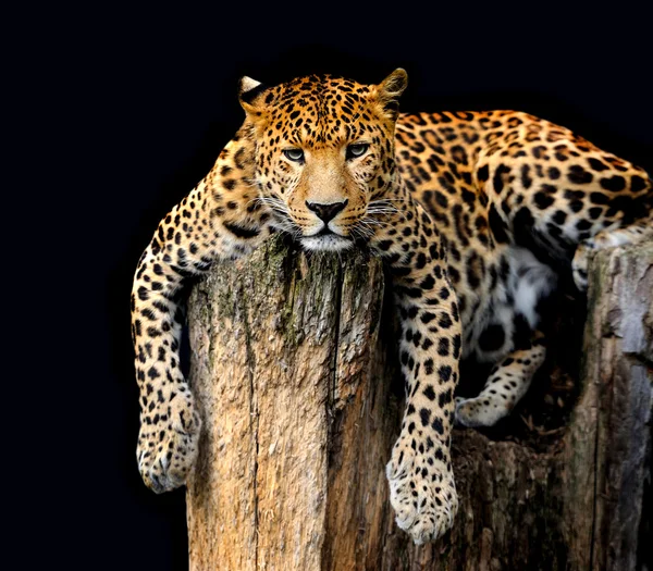 Panthera pardus Stock Photos, Royalty Free Panthera pardus Images |  Depositphotos