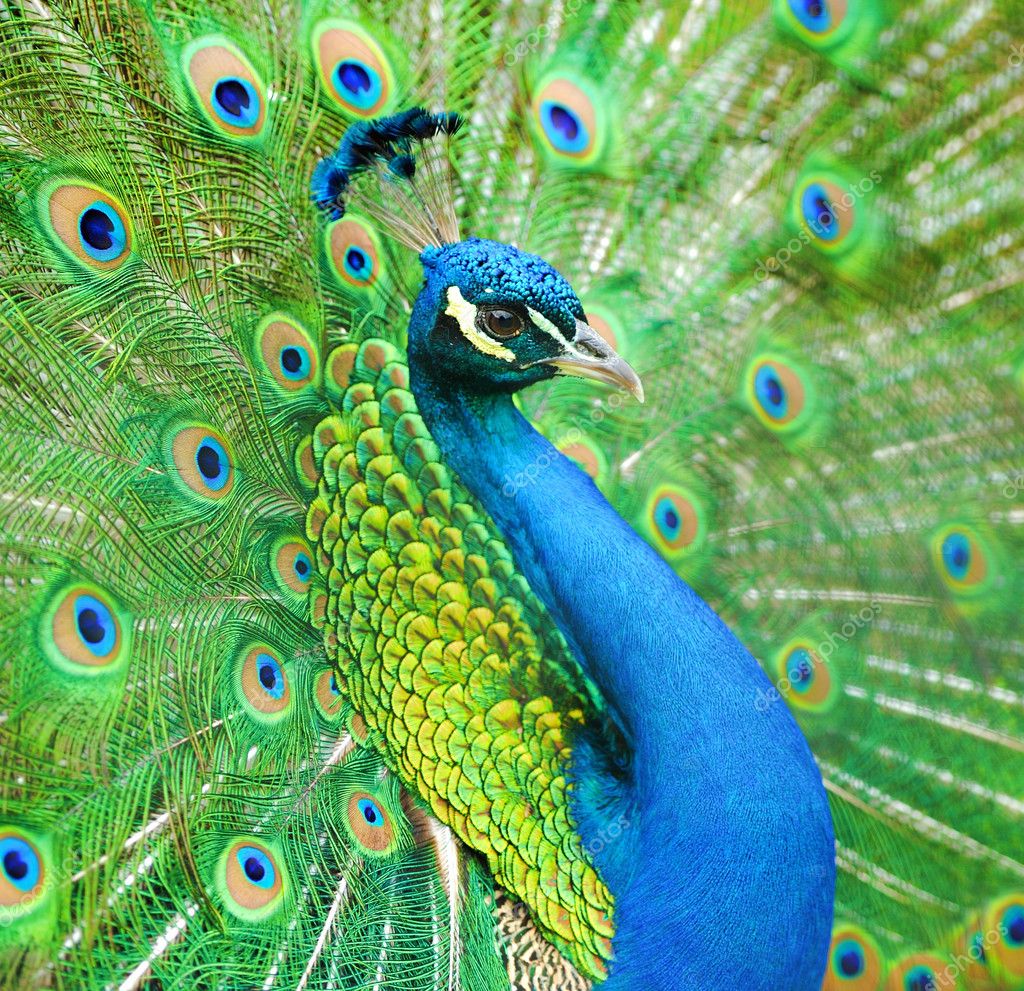 Portrait of beautiful peacock Stock Photo by ©VolodymyrBur 49704059