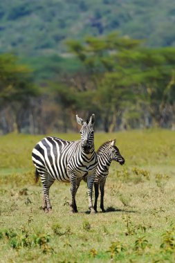 Zebra