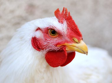 Beyaz tavuk