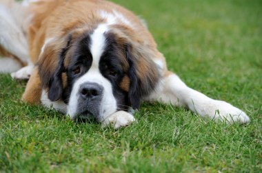 Saint bernard köpek yavrusu
