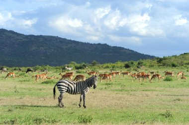 Zebra