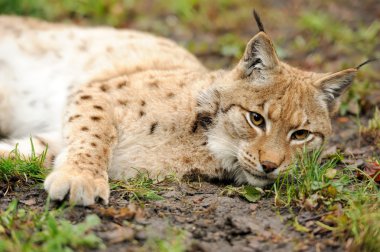Genç lynx