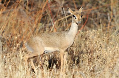 dikdik