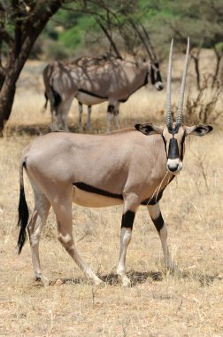 Gemsbok