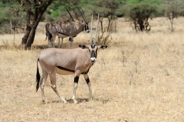 Gemsbok