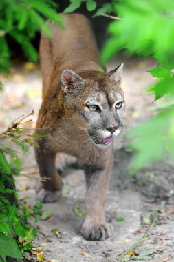 puma