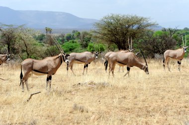 Gemsbok